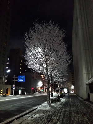 雪景色の街路樹